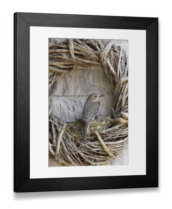 Framed Print : Grey spotted flycatcher (Muscicapa striata) at the nest