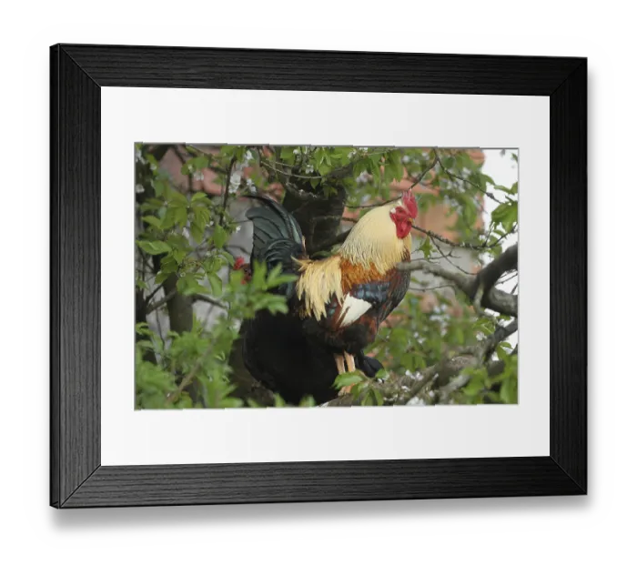 Framed Print : Domestic fowl, free-range cock Framed Print : Domestic fowl, free-range cock