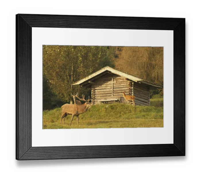 Framed Print : Red deer (Cervus elaphus) Stag in front of a mountain hut during the rut