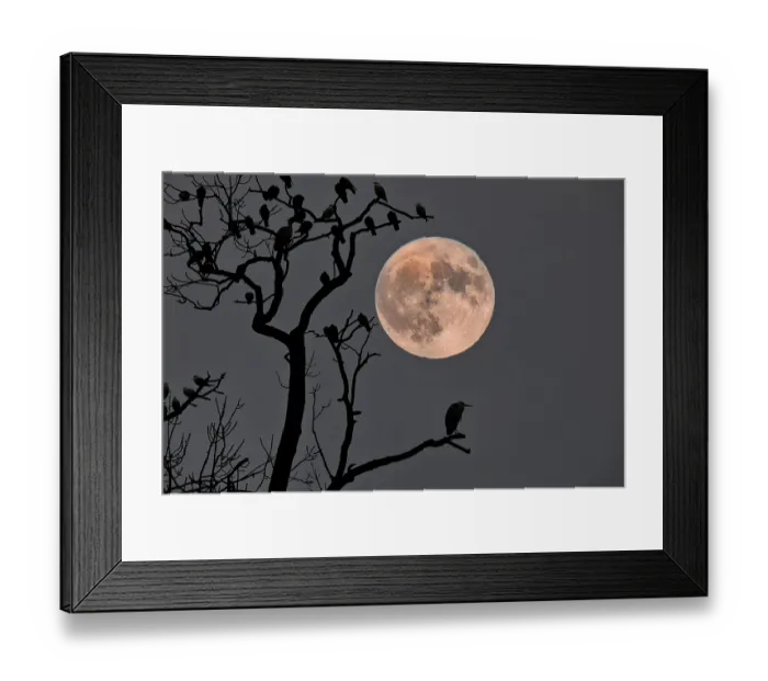 Framed Print : A bird sits on a branch in the foreground while a large full moon illuminates the night sky