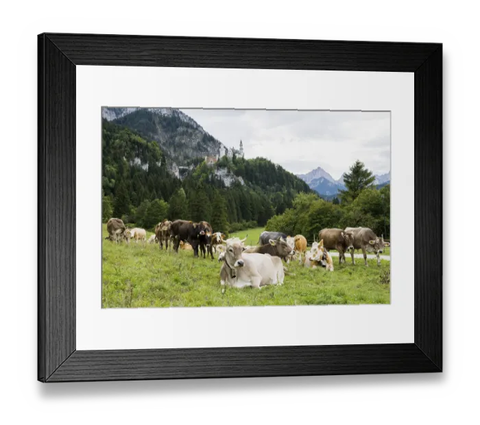 Framed Print : Neuschwanstein Castle and herd of cows