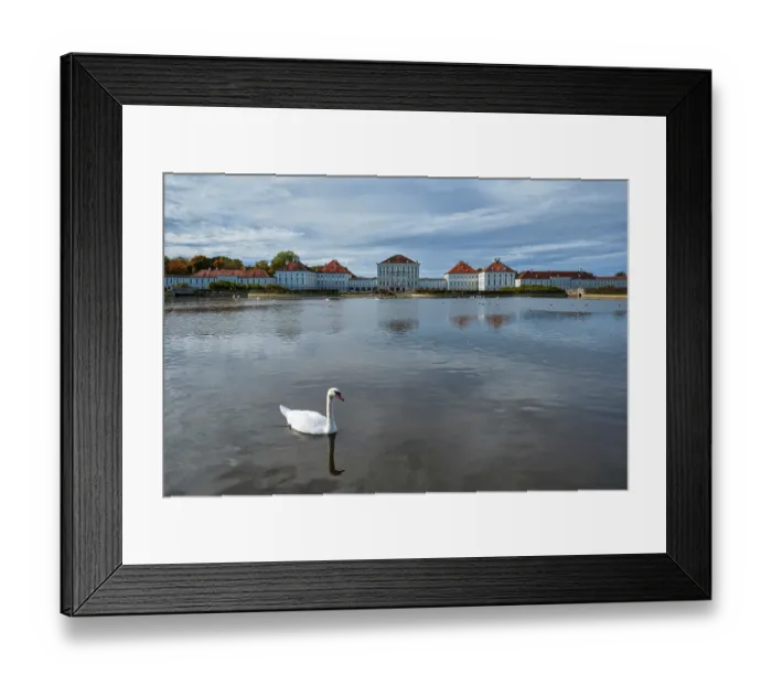 Framed Print : Swans in pond in front of the Nymphenburg Palace