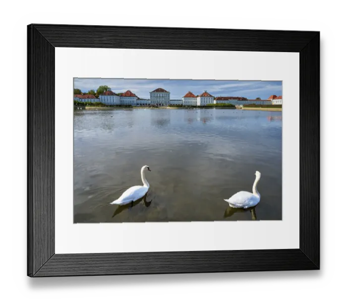 Framed Print : Swans in pond in front of the Nymphenburg Palace