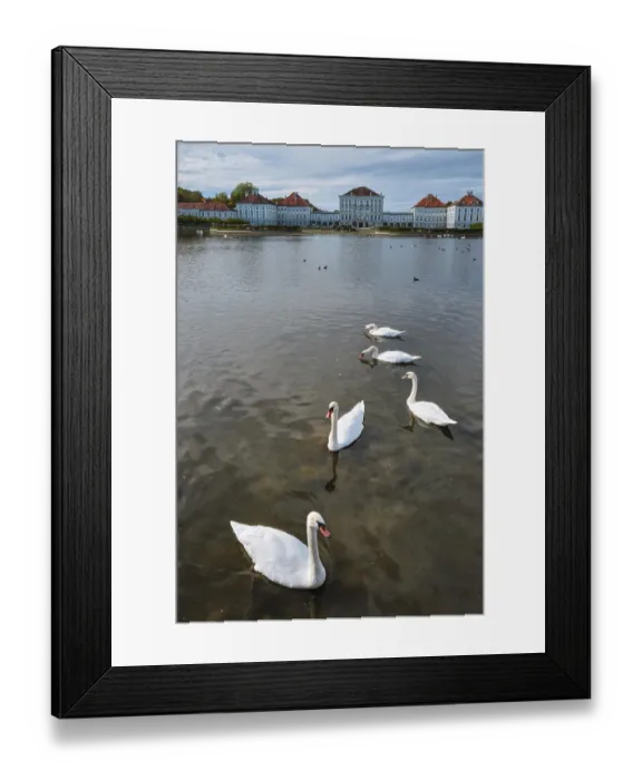 Framed Print : Swans in pond in front of the Nymphenburg Palace