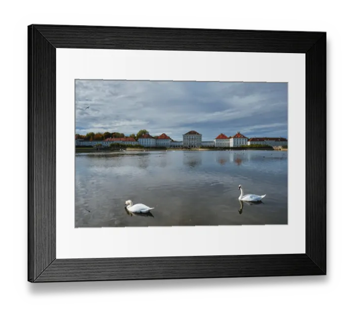 Framed Print : Swans in pond in front of the Nymphenburg Palace