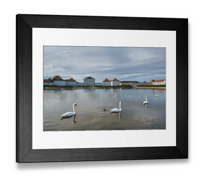 Framed Print : Swans in pond in front of the Nymphenburg Palace Framed Print : Swans in pond in front of the Nymphenburg Palace