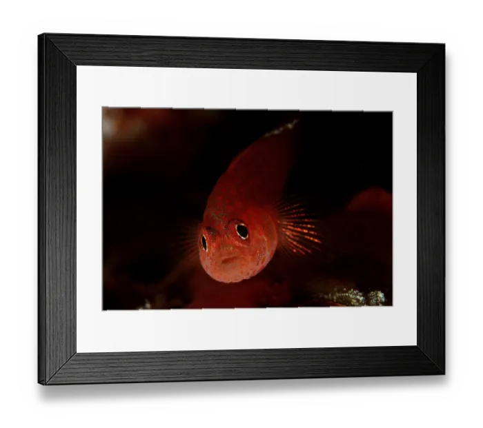 Framed Print : Toothy goby (Pleurosicya mossambica)
