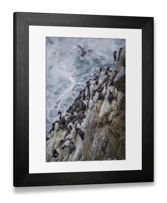Framed Print : Common guillemots (Uria aalge) Framed Print : Common guillemots (Uria aalge)