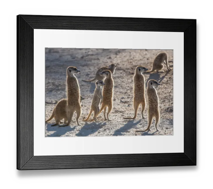 Framed Print : Meerkats (Suricata suricatta) on lookout