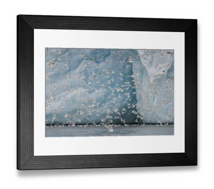 Framed Print : Black-legged kittiwakes (Larus tridactyla) flying in front of glacier wall