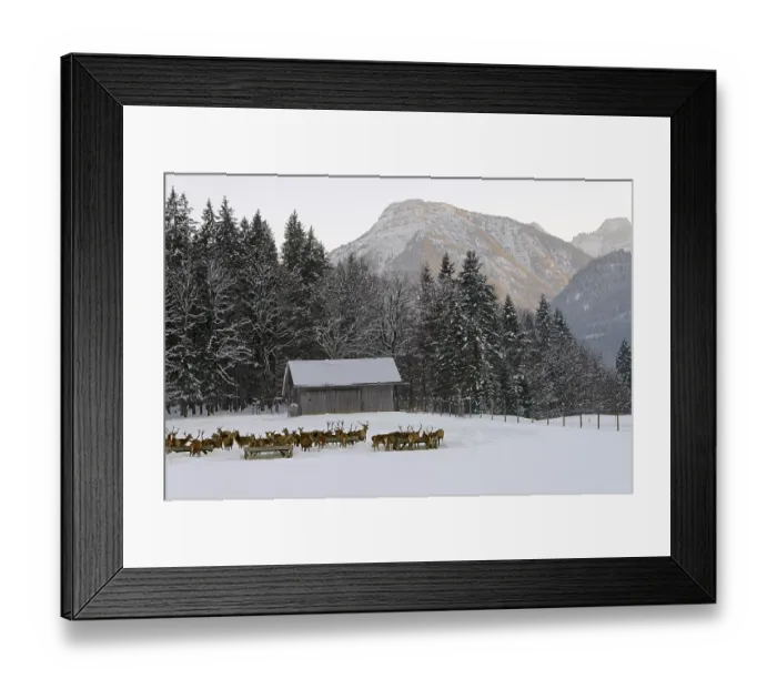 Framed Print : Deer feeding in winter, VorderriB