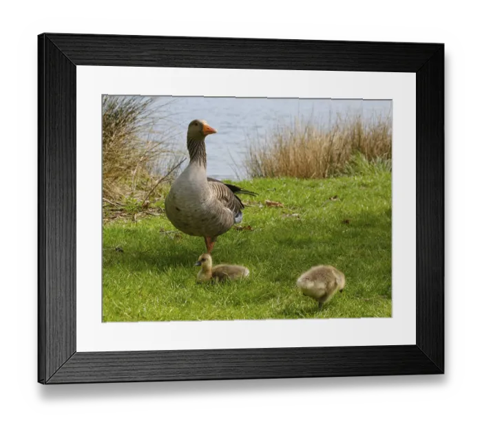 Framed Print : Greylag Goose (Anser anser) with chicks at Lake Vienenburg