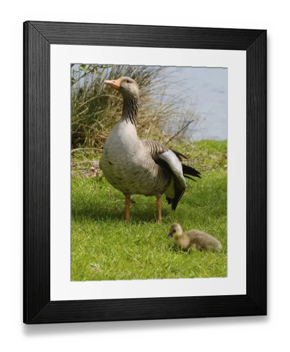 Framed Print : Greylag Goose (Anser anser) with chicks at Lake Vienenburg