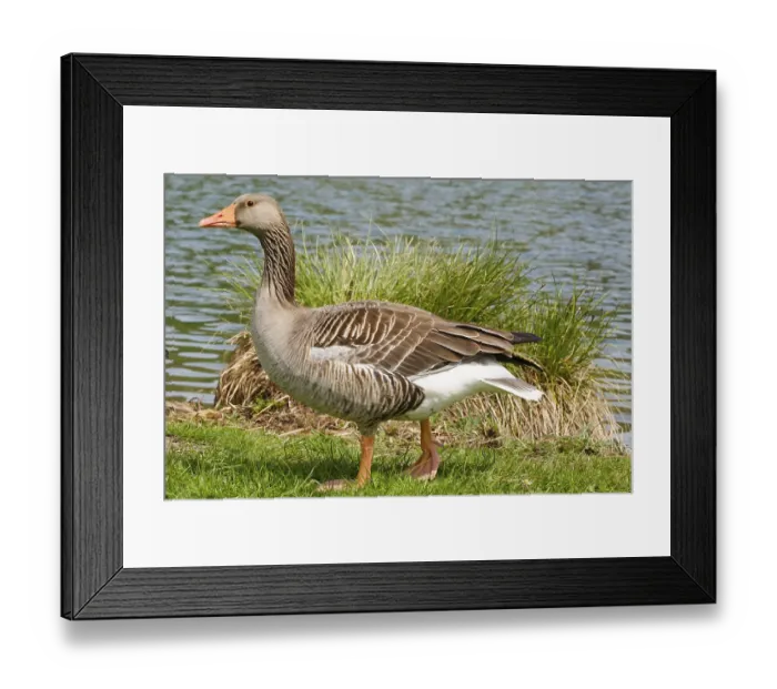 Framed Print : Greylag Goose (Anser anser) at Lake Vienenburg