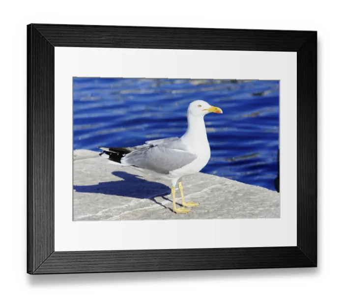 Framed Print : Yellow-legged gull (Larus michahellis) Framed Print : Yellow-legged gull (Larus michahellis)