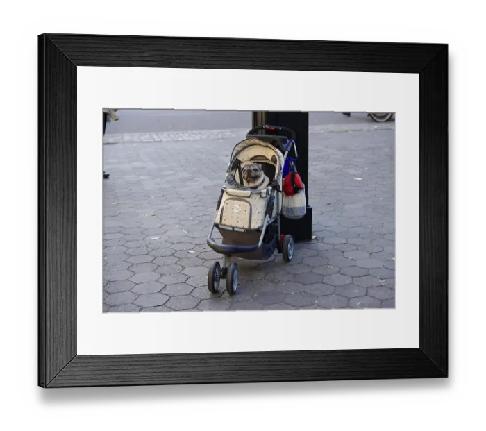 Framed Print : A dog sits in a pram on a paved pavement in the city