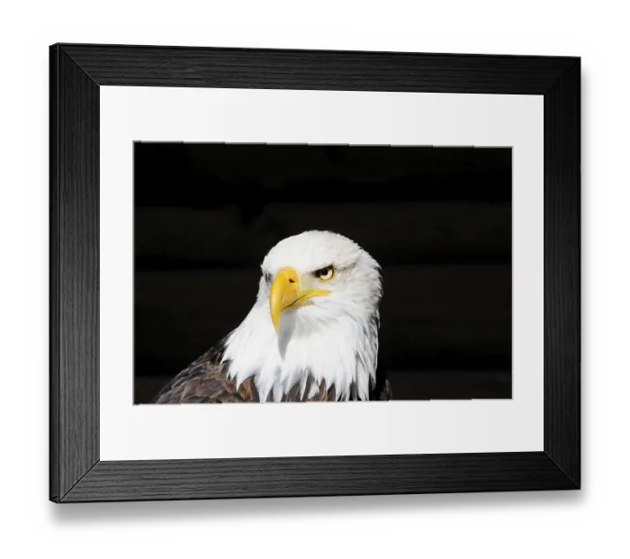 Framed Print : Bald eagle, Haliaeetus leucocephalus