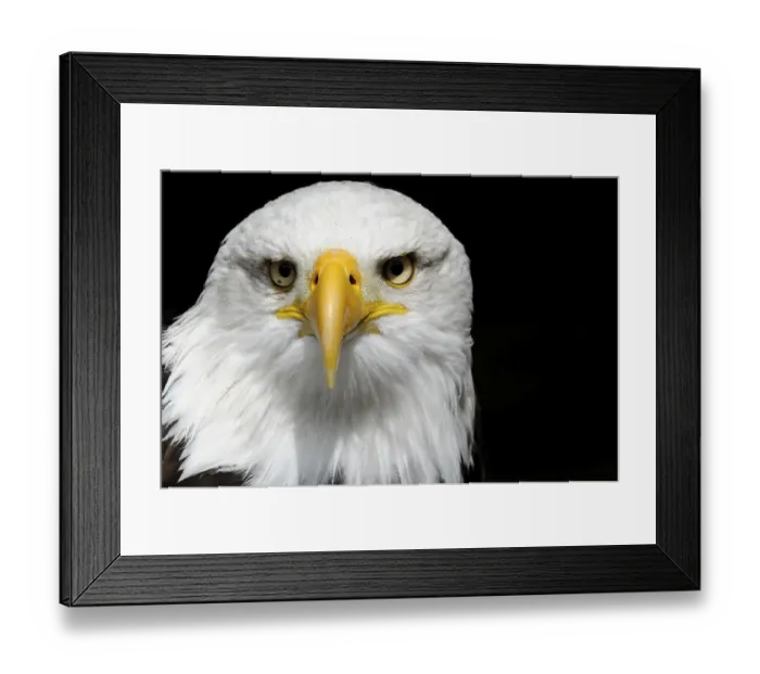 Framed Print : Bald eagle, Haliaeetus leucocephalus
