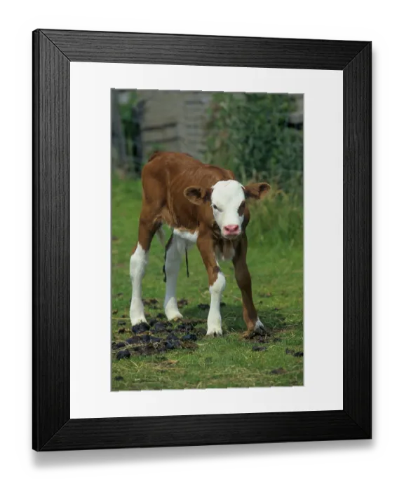 Framed Print : Hinterwalder cattle, Hinterwalder 1 day old calf Hinterw?lder cattle