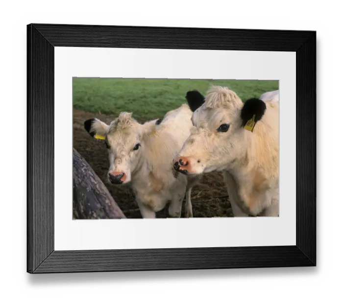 Framed Print : Fjall cattle, Swedish mountain cow Framed Print : Fjall cattle, Swedish mountain cow