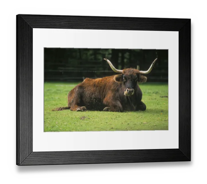Framed Print : Aurochs (Bos primigenius) or primal effigy breed Framed Print : Aurochs (Bos primigenius) or primal effigy breed