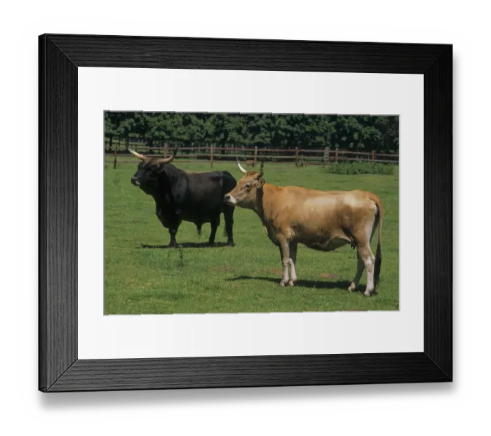 Framed Print : Aurochs (Bos primigenius) or primal effigy breeding
