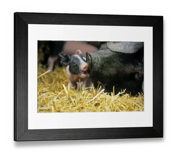 Framed Print : Hallisch pig, Schwabisch-Hallisches Landschwein
