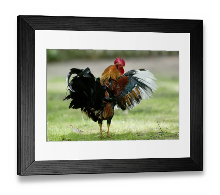 Framed Print : Domestic cock domestic chicken (Gallus gallus domesticus) Framed Print : Domestic cock domestic chicken (Gallus gallus domesticus)