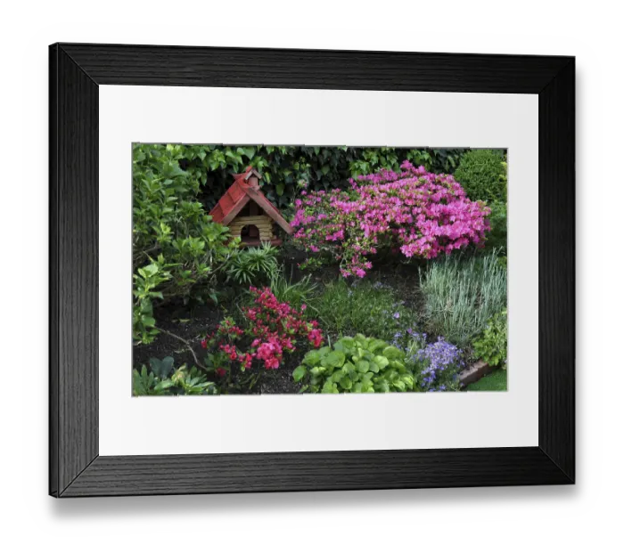 Framed Print : Rhododendron in bloom with bird house in the garden
