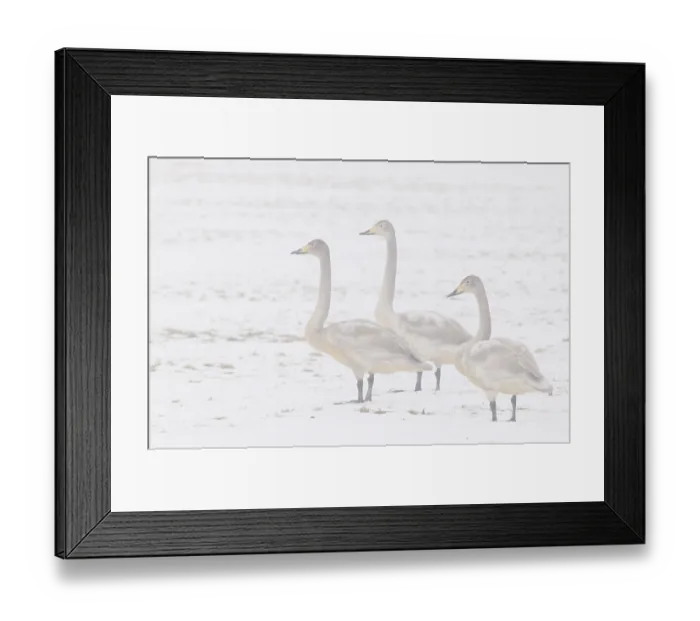 Framed Print : Whooper swans (Cygnus cygnus) Framed Print : Whooper swans (Cygnus cygnus)