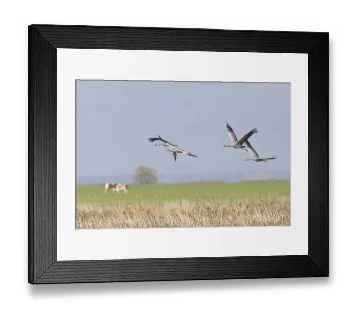 Framed Print : Cranes (Grus grus), Guenz, Mecklenburg-Western Pomerania