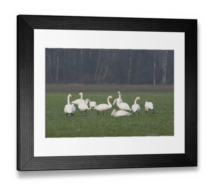 Framed Print : Whooper Swans (Cygnus cygnus), Emsland