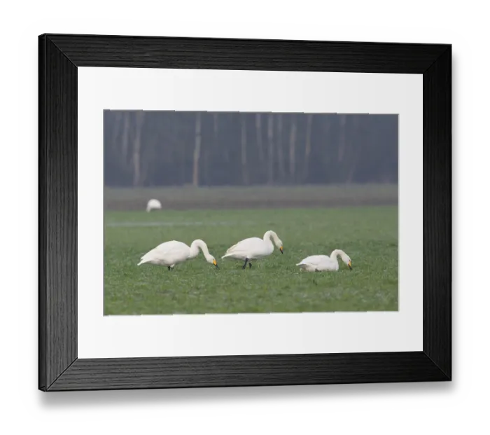 Framed Print : Whooper Swans (Cygnus cygnus), Emsland Framed Print : Whooper Swans (Cygnus cygnus), Emsland