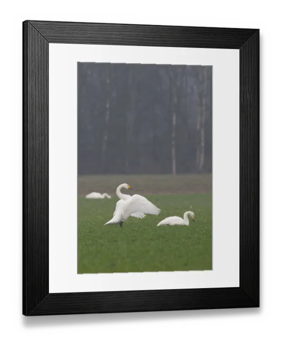 Framed Print : Whooper Swans (Cygnus cygnus), Emsland Framed Print : Whooper Swans (Cygnus cygnus), Emsland