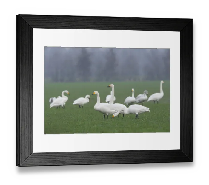 Framed Print : Whooper Swans (Cygnus cygnus), Emsland