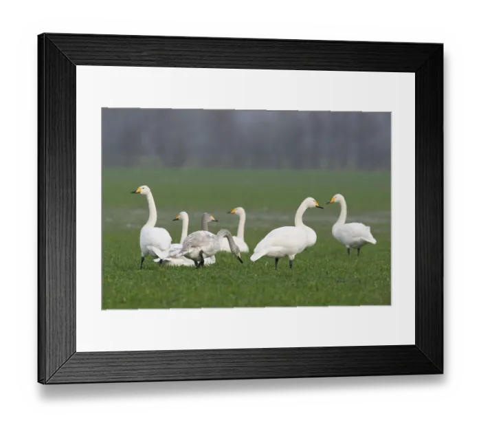 Framed Print : Whooper Swans (Cygnus cygnus), Emsland Framed Print : Whooper Swans (Cygnus cygnus), Emsland