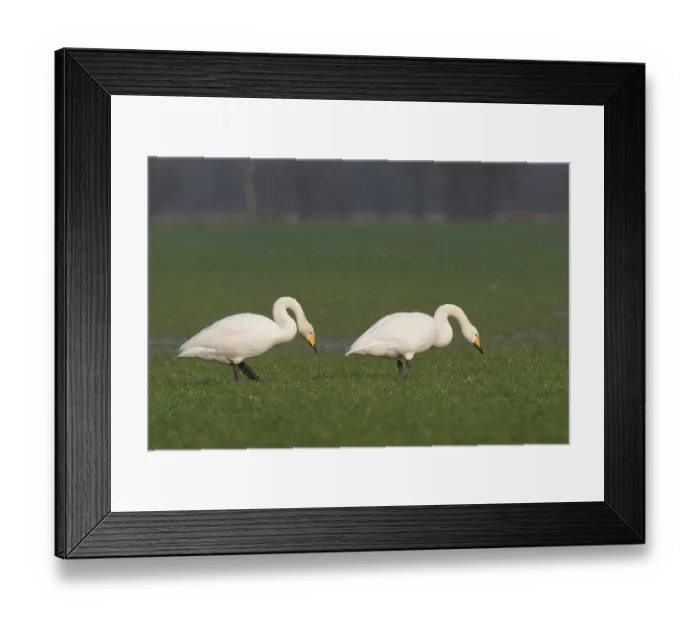 Framed Print : Whooper Swans (Cygnus cygnus), Emsland Framed Print : Whooper Swans (Cygnus cygnus), Emsland