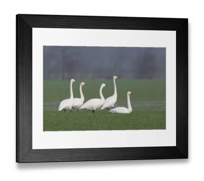 Framed Print : Whooper Swans (Cygnus cygnus), Emsland