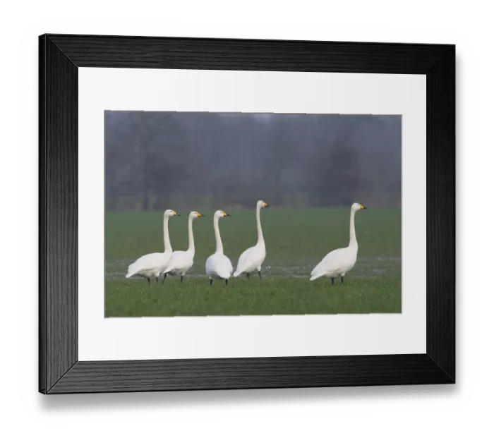 Framed Print : Whooper Swans (Cygnus cygnus), Emsland Framed Print : Whooper Swans (Cygnus cygnus), Emsland