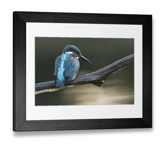 Framed Print : Eurasian kingfisher (Alcedo atthis) sitting on tree branch Framed Print : Eurasian kingfisher (Alcedo atthis) sitting on tree branch