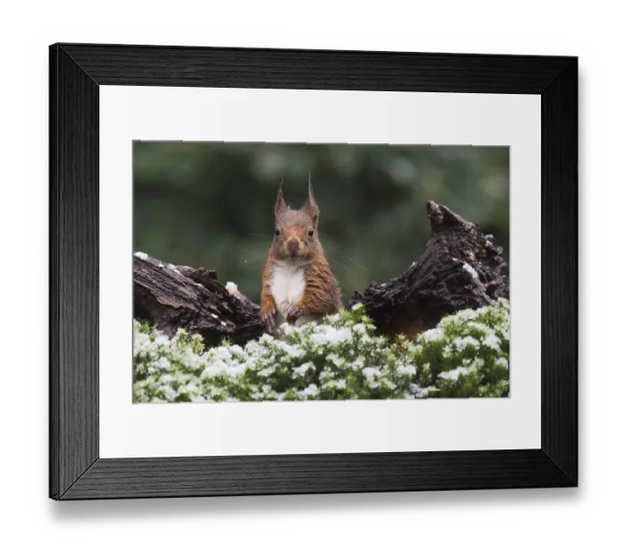 Framed Print : Eurasian red squirrel (Sciurus vulgaris) in winter Framed Print : Eurasian red squirrel (Sciurus vulgaris) in winter