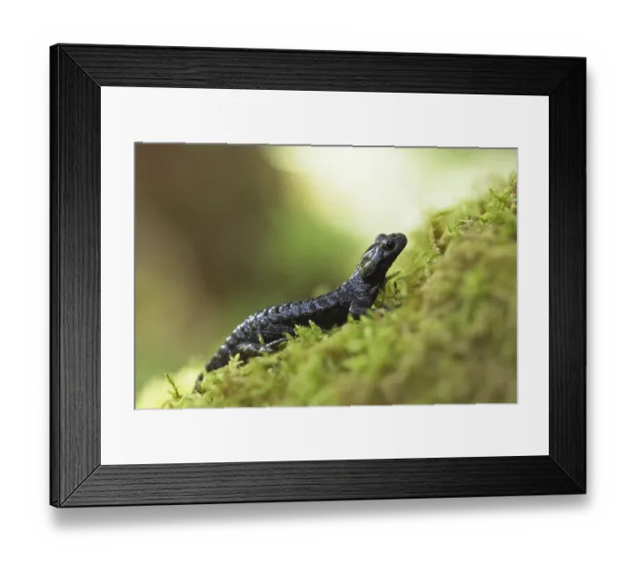 Framed Print : Alpine salamander (Salamandra atra) Framed Print : Alpine salamander (Salamandra atra)