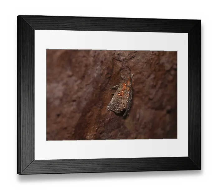 Framed Print : Herald (Scoliopteryx libatrix)