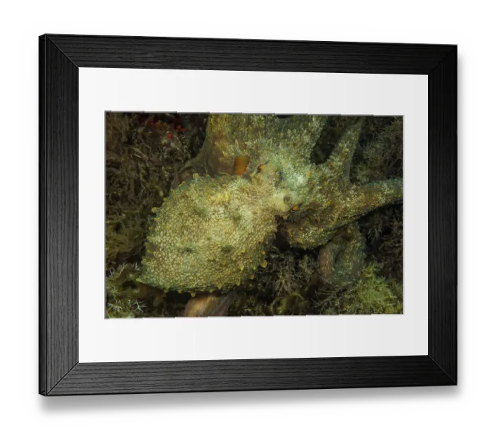 Framed Print : Common octopus (Octopus vulgaris) Cephalopod sitting in algae meadow looking directly at viewer Framed Print : Common octopus (Octopus vulgaris) Cephalopod sitting in algae meadow looking directly at viewer