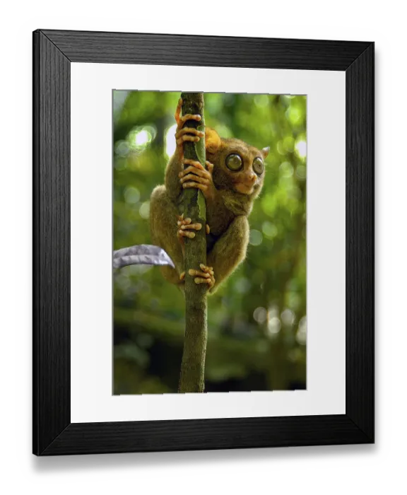 Framed Print : Nocturnal Philippine tarsier (Carlito syrichta) Synonym Tarsier clinging to thin tree trunk