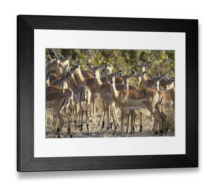 Framed Print : Impalas (Aepyceros melampus) herd
