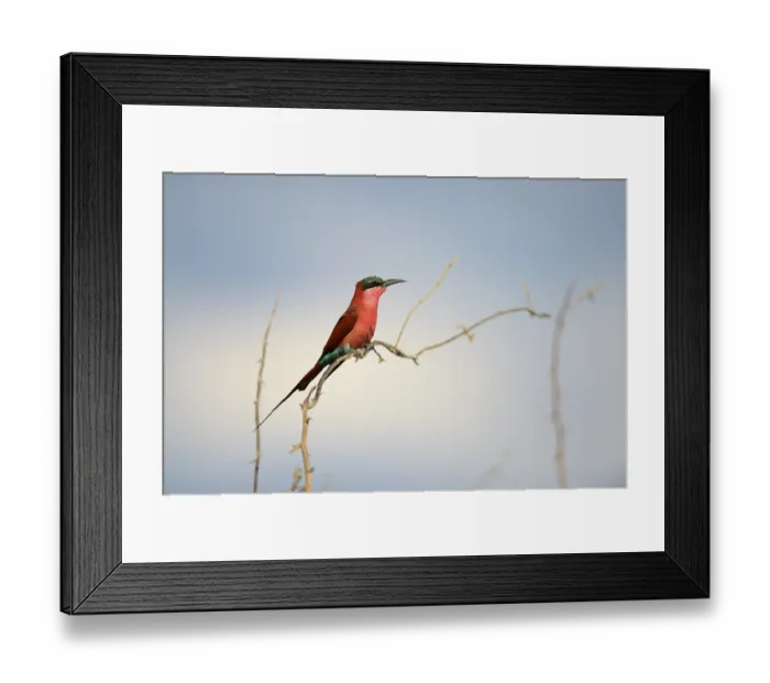 Framed Print : Southern Carmine Bee-eater (Merops nubicoides)