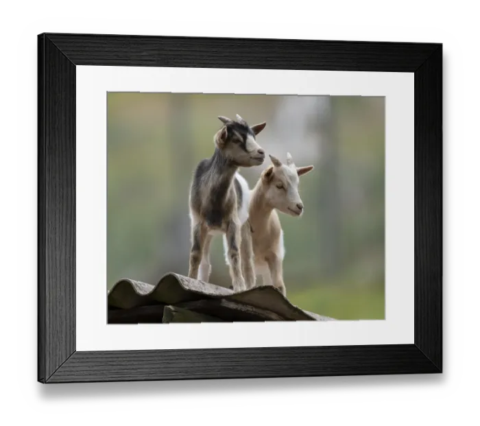 Framed Print : Dwarf goats (Capra) standing on a corrugated roof of a hut