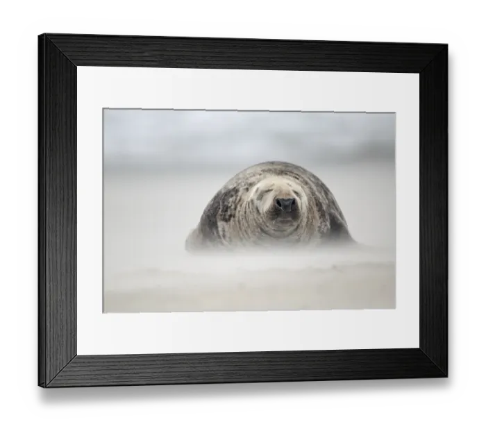 Framed Print : Gray Seal (Halichoerus grypus) bull in a sandstorm Framed Print : Gray Seal (Halichoerus grypus) bull in a sandstorm