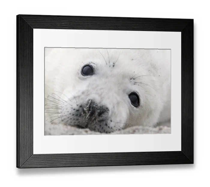 Framed Print : Grey seal (Halichoerus grypus) pup